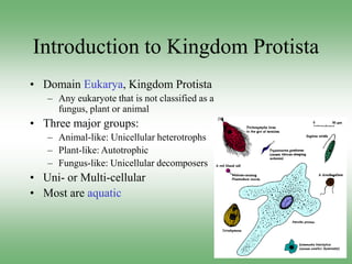 Introduction to Kingdom Protista
• Domain Eukarya, Kingdom Protista
– Any eukaryote that is not classified as a
fungus, plant or animal
• Three major groups:
– Animal-like: Unicellular heterotrophs
– Plant-like: Autotrophic
– Fungus-like: Unicellular decomposers
• Uni- or Multi-cellular
• Most are aquatic
 
