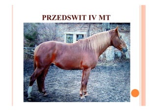 PRZEDSWIT IV MT
 