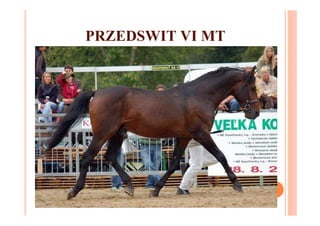 PRZEDSWIT VI MT
 