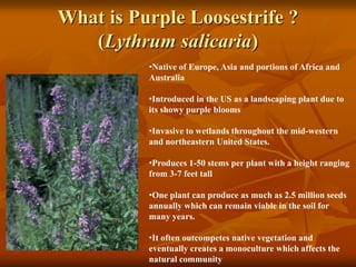 What is Purple Loosestrife ?
   (Lythrum salicaria)
          •Native of Europe, Asia and portions of Africa and
          Australia

          •Introduced in the US as a landscaping plant due to
          its showy purple blooms

          •Invasive to wetlands throughout the mid-western
          and northeastern United States.

          •Produces 1-50 stems per plant with a height ranging
          from 3-7 feet tall

          •One plant can produce as much as 2.5 million seeds
          annually which can remain viable in the soil for
          many years.

          •It often outcompetes native vegetation and
          eventually creates a monoculture which affects the
          natural community
 