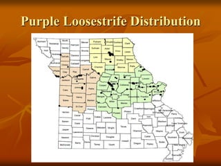 Purple Loosestrife Distribution
 