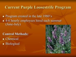 Current Purple Loosestrife Program

   Program created in the late 1980’s
   4-6 hourly employees hired each summer
    (June-July)

Control Methods:
 Chemical

 Biological
 