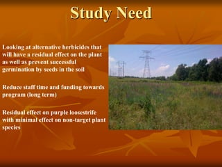 Study Need
Looking at alternative herbicides that
will have a residual effect on the plant
as well as prevent successful
germination by seeds in the soil

Reduce staff time and funding towards
program (long term)

Residual effect on purple loosestrife
with minimal effect on non-target plant
species
 