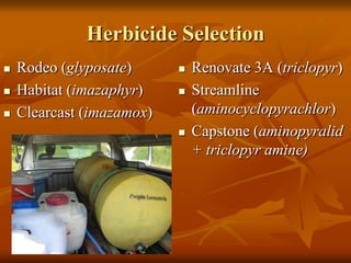 Herbicide Selection
   Rodeo (glyposate)         Renovate 3A (triclopyr)
   Habitat (imazaphyr)       Streamline
   Clearcast (imazamox)       (aminocyclopyrachlor)
                              Capstone (aminopyralid
                               + triclopyr amine)
 