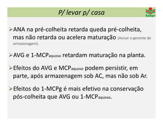 P/ levar p/ casa

ANA na pré‐colheita retarda queda pré‐colheita, 
 mas não retarda ou acelera maturação (Avisar o gerente de 
 armazenagem).

AVG e 1‐MCPaquoso retardam maturação na planta.

Efeitos do AVG e MCPaquoso podem persistir, em 
 parte, após armazenagem sob AC, mas não sob Ar.
Efeitos do 1‐MCPg é mais efetivo na conservação 
 pós‐colheita que AVG ou 1‐MCPaquoso. 
 