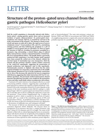 LETTER doi:10.1038/nature11684
Structure of the proton-gated urea channel from the
gastric pathogen Helicobacter pylori
David Strugatsky1
*, Reginald McNulty2
*{, Keith Munson1
*, Chiung-Kuang Chen2
, S. Michael Soltis3
, George Sachs1
& Hartmut Luecke2,4,5,6
Half the world’s population is chronically infected with Helico-
bacter pylori1
, causing gastritis, gastric ulcers and an increased
incidence of gastric adenocarcinoma2
. Its proton-gated inner-
membrane urea channel, HpUreI, is essential for survival in the
acidic environment of the stomach3
. The channel is closed at neut-
ral pH and opens at acidic pH to allow the rapid access of urea to
cytoplasmic urease4
. Urease produces NH3 and CO2, neutralizing
entering protons and thus buffering the periplasm to a pH of
roughly 6.1 even in gastric juice at a pH below 2.0. Here we report
the structure of HpUreI, revealing six protomers assembled in a
hexameric ring surrounding a central bilayer plug of ordered
lipids. Each protomer encloses a channel formed by a twisted bun-
dle of six transmembrane helices. The bundle defines a previously
unobserved fold comprising a two-helix hairpin motif repeated
three times around the central axis of the channel, without the
inverted repeat of mammalian-type urea transporters. Both the
channel and the protomer interface contain residues conserved
in the AmiS/UreI superfamily, suggesting the preservation of
channel architecture and oligomeric state in this superfamily.
Predominantly aromatic or aliphatic side chains line the entire
channel and define two consecutive constriction sites in the middle
of the channel. Mutation of Trp 153 in the cytoplasmic constriction
site to Ala or Phe decreases the selectivity for urea in comparison
with thiourea, suggesting that solute interaction with Trp 153 con-
tributes specificity. The previously unobserved hexameric channel
structure described here provides a new model for the permeation
of urea and other small amide solutes in prokaryotes and archaea.
Treatment of H. pylori infection is becoming less effective as a result
of increasing antibiotic resistance, suggesting that a specifically tar-
geted approach to eradicate this organism would be beneficial5
. Colo-
nization of the acidic mammalian stomach by H. pylori depends on the
presence of the inner-membrane protein HpUreI, making it a viable
clinical target3
. HpUreI is a proton-gated urea channel that is closed at
pH 7.0 and fully open at pH 5.0, enabling the rapid entry of urea into
the bacterium4
. Urease activity (Supplementary Fig. 1) buffers the
periplasm to pH 6.1, which is essential for the survival of H. pylori
at acidic pH6,7
as a result of the neutralizing capacity of NH3 and
the generation of HCO3
2
by periplasmic a-carbonic anhydrase. Con-
versely, the closure of HpUreI at neutral pH prevents over-alkalization
in the presence of millimolar urea, and consequent cell death8
.
The structure of HpUreI was determined using multiwavelength
anomalous dispersion (MAD; Methods). The structure shows an
arrangement of six protomers that form a compact hexameric ring
(Fig. 1) about 95 A˚ in diameter and 45 A˚ in height. The centre of the
hexamer is filled with an ordered lipid plug that forms an asymmetric
bilayer with electron density for six lipid tails in the periplasmic leaflet
and for 18 tails in the cytoplasmic leaflet. This central lipid plug is
reminiscent of those reported for other membrane protein oligomers
such as bacteriorhodopsin9
. The main inter-protomer contacts are
between TMH1 and TMH2 of one protomer and TMH3 and TMH4
of a neighbouring protomer, a region with conserved residues that are
probably important for assembly (Fig. 2a). Native gel electrophoresis
*These authors contributed equally to this work.
1
David Geffen School of Medicine, University of California Los Angeles and Greater West Los Angeles Health Care System, Los Angeles, California 90073, USA. 2
Department of Molecular Biology and
Biochemistry,UniversityofCalifornia, Irvine, California92697-3900,USA.3
StanfordSynchrotronRadiationLightsource,2575Sand HillRoad,MenloPark, California94025,USA. 4
Centerfor Biomembrane
Systems, University of California, Irvine, California 92697, USA. 5
Department of Physiology and Biophysics, University of California, Irvine, California 92697, USA. 6
Department of Computer Science,
University of California, Irvine, California 92697, USA. {Present address: Department of Molecular Biology, The Scripps Research Institute, 10550 North Torrey Pines Road, La Jolla, California 92037, USA.
a
b
Figure 1 | The HpUreI urea channel hexamer. a, Ribbon diagram of hexamer
surrounding the lipids of the central bilayer (purple sticks). The C6 hexamer is
generated from the three protomers of one asymmetric unit (green) by the
crystallographic two-fold axis (second asymmetric unit in teal). b, Electrostatic
potential at the periplasmic hexamer surface computed at pH 5.3, the pH at
which the crystals were grown (red, 24kT/e, blue, 14kT/e). The electrostatic
potential was calculated with the program APBSmem21
. The red arrow
pinpoints the entrance to one of six urea channels.
0 0 M O N T H 2 0 1 2 | V O L 0 0 0 | N A T U R E | 1
Macmillan Publishers Limited. All rights reserved©2012
 