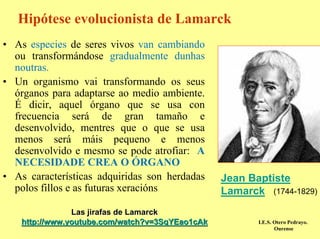 Hipótese evolucionista de Lamarck
• As especies de seres vivos van cambiando
  ou transformándose gradualmente dunhas
  noutras.
• Un organismo vai transformando os seus
  órganos para adaptarse ao medio ambiente.
  É dicir, aquel órgano que se usa con
  frecuencia será de gran tamaño e
  desenvolvido, mentres que o que se usa
  menos será máis pequeno e menos
  desenvolvido e mesmo se pode atrofiar: A
  NECESIDADE CREA O ÓRGANO
• As características adquiridas son herdadas     Jean Baptiste
  polos fillos e as futuras xeracións            Lamarck (1744-1829)
                Las jirafas de Lamarck
    http://www.youtube.com/watch?v=3SqYEao1cAk          I.E.S. Otero Pedrayo.
                                                               Ourense
 