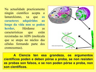 Na actualidade practicamente
ningún científico acepta o
lamarckismo, xa que os
caracteres adquiridos ao
longo da vida non se poden
herdar.        Hérdanse    as
características    que  están
rexistradas no ADN (molécula
que se atopa no núcleo das
células formando parte dos
cromosomas).

       A Ciencia ten esa grandeza, os argumentos
científicos poden e deben pórse a proba, se non resisten
as probas son falsos, e se non poden pórse a proba, non
son científicos.
 