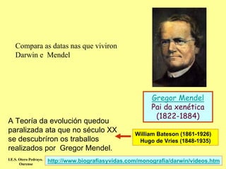 Compara as datas nas que viviron
    Darwin e Mendel




                                                            Gregor Mendel
                                                            Pai da xenética
                                                             (1822-1884)
A Teoría da evolución quedou
paralizada ata que no século XX                       William Bateson (1861-1926)
se descubríron os traballos                            Hugo de Vries (1848-1935)
realizados por Gregor Mendel.
I.E.S. Otero Pedrayo.
       Ourense
                        http://www.biografiasyvidas.com/monografia/darwin/videos.htm
 