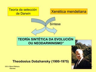 Teoría da selección
          de Darwin
                                   Xenética mendeliana


                                  Síntese



                  TEORÍA SINTÉTICA DA EVOLUCIÓN
                       OU NEODARWINISMO”




          Theodosius Dobzhansky (1900-1975)
I.E.S. Otero Pedrayo.                             I.E.S. Otero Pedrayo.
       Ourense                                           Ourense
 