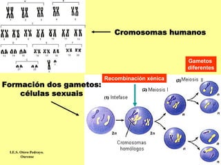 Cromosomas humanos


                                                Gametos
                                                diferentes
                         Recombinación xénica
Formación dos gametos:
    células sexuais




 I.E.S. Otero Pedrayo.
        Ourense
 