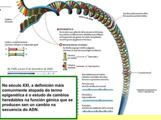 No século XXI, a definición máis
comunmente atopada do termo
epigenética é o estudo de cambios
heredables na función génica que se
producen sen un cambio na
secuencia do ADN.
 