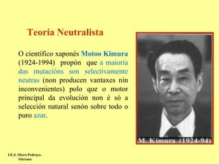 Teoría Neutralista

      O científico xaponés Motoo Kimura
      (1924-1994) propón que a maioría
      das mutacións son selectivamente
      neutras (non producen vantaxes nin
      inconvenientes) polo que o motor
      principal da evolución non é só a
      selección natural senón sobre todo o
      puro azar.




I.E.S. Otero Pedrayo.
       Ourense
 