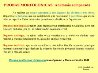 PROBAS MORFOLÓXICAS: Anatomía comparada
          Ao realizar un estudo comparativo dos órganos dos distintos seres vivos,
atopáronse semellanzas na súa constitución que nos sinalan o parentesco que existe
entre as especies. Estas evidencias permítennos clasificar os órganos en:

Órganos homólogos, se teñen unha mesma orixe embrionaria e evolutiva, pero con
funcións distintas (por ex. as extremidades dos mamíferos)

Órganos análogos, se teñen unha orixe embrionaria e evolutiva distinta pero
realizan a mesma función (por ex. as ás dos animais voadores).

Órganos vestixiais, que están reducidos e non teñen función aparente, pero que
mostran claramente que derivan de órganos funcionais presentes noutras especies
(por ex. a moa do xuízo).


     Rasgos anatómicos del pasado Investigación y Ciencia xaneiro 2009

                                                                   I.E.S. Otero Pedrayo.
                                                                          Ourense
 