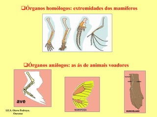 Órganos homólogos: extremidades dos mamíferos




                   Órganos análogos: as ás de animais voadores




I.E.S. Otero Pedrayo.
       Ourense
 