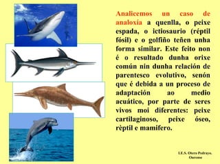 Analicemos un caso de
analoxía a quenlla, o peixe
espada, o ictiosaurio (réptil
fósil) e o golfiño teñen unha
forma similar. Este feito non
é o resultado dunha orixe
común nin dunha relación de
parentesco evolutivo, senón
que é debida a un proceso de
adaptación       ao     medio
acuático, por parte de seres
vivos moi diferentes: peixe
cartilaginoso, peixe óseo,
rèptil e mamifero.


                   I.E.S. Otero Pedrayo.
                          Ourense
 