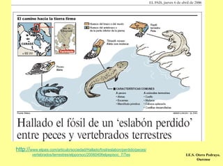 http://www.elpais.com/articulo/sociedad/Hallado/fosil/eslabon/perdido/peces/
         vertebrados/terrestres/elpporsoc/20060406elpepisoc_7/Tes              I.E.S. Otero Pedrayo.
                                                                                      Ourense
 