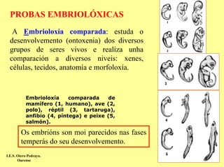 PROBAS EMBRIOLÓXICAS
   A Embrioloxía comparada: estuda o
  desenvolvemento (ontoxenia) dos diversos
  grupos de seres vivos e realiza unha
  comparación a diversos niveis: xenes,
  células, tecidos, anatomía e morfoloxía.


           Embrioloxía     comparada    de
           mamífero (1, humano), ave (2,
           polo), réptil (3, tartaruga),
           anfibio (4, píntega) e peixe (5,
           salmón).

        Os embrións son moi parecidos nas fases
        temperás do seu desenvolvemento.
I.E.S. Otero Pedrayo.
       Ourense
 