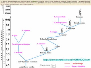 http://cienciasnaturales.es/HOMINIDOS.swf
 