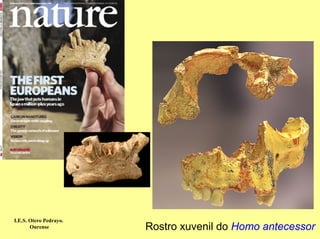 I.E.S. Otero Pedrayo.
       Ourense          Rostro xuvenil do Homo antecessor
 