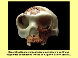 Reconstrución do cráneo de Homo antecessor a partir dos
fragmentos encontrados (Museo de Arqueoloxía de Cataluña).
 