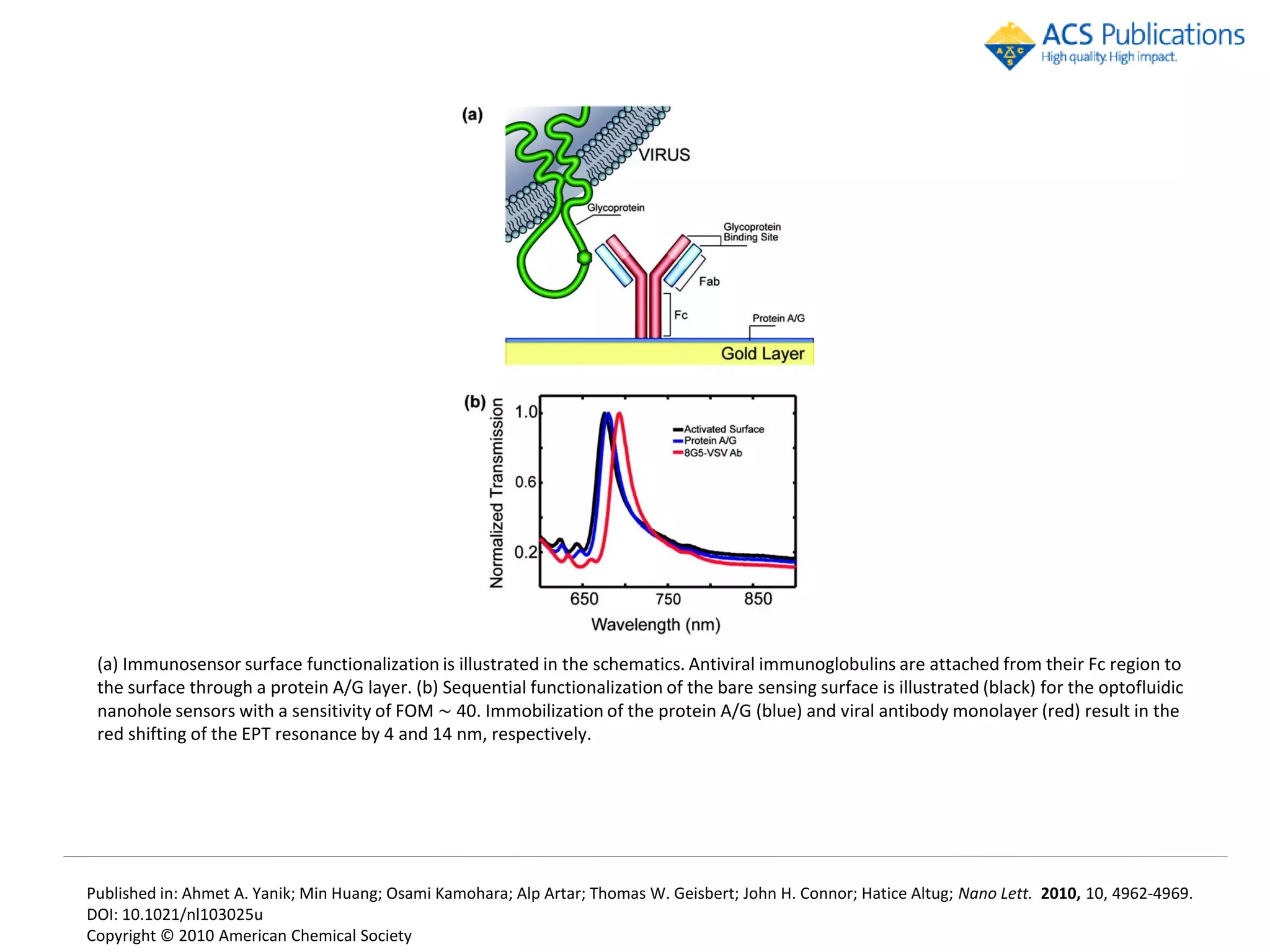 (a) Immunosensor surface functionalization is illustrated in the schematics. Antiviral immunoglobulins are attached from their Fc region to
 the surface through a protein A/G layer. (b) Sequential functionalization of the bare sensing surface is illustrated (black) for the optofluidic
 nanohole sensors with a sensitivity of FOM ∼ 40. Immobilization of the protein A/G (blue) and viral antibody monolayer (red) result in the
 red shifting of the EPT resonance by 4 and 14 nm, respectively.




Published in: Ahmet A. Yanik; Min Huang; Osami Kamohara; Alp Artar; Thomas W. Geisbert; John H. Connor; Hatice Altug; Nano Lett. 2010, 10, 4962-4969.
DOI: 10.1021/nl103025u
Copyright © 2010 American Chemical Society
 