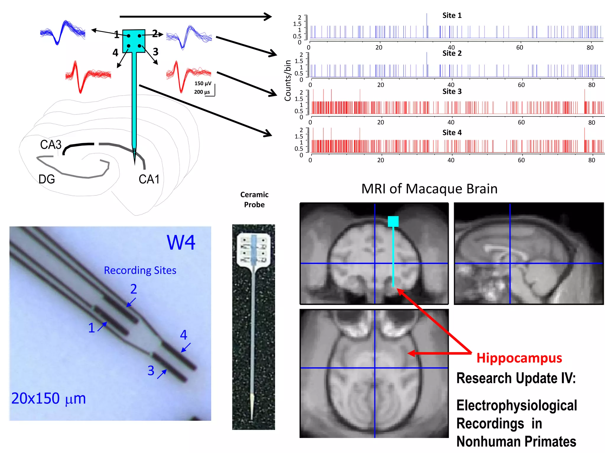 2                  Site 1
                                                                      1.5
                                                                        1
                  1        2                                          0.5
                                                                        0
                                                                            0     20        40            60            80
                 4         3                                            2                  Site 2
                                                                      1.5




                                                         Counts/bin
                                                                        1
                                                                      0.5
                                                                        0
                                      150 µV                                0     20        40             60           80
                                      200 µs                            2                  Site 3
                                                                      1.5
                                                                        1
                                                                      0.5
                                                                        0
                                                                            0     20        40             60           80
                                                                        2                  Site 4
                                                                      1.5
                                                                        1
   CA3                                                                0.5
                                                                        0
                                                                            0     20        40             60           80


   DG                     CA1
                                               Ceramic                          MRI of Macaque Brain
                                                Probe




                                W4
                Recording Sites
                      2

            1                     4
                                                                                                    Hippocampus
                           3
                                                                                                 Research Update IV:
20x150 mm                                                                                        Electrophysiological
                                                                                                 Recordings in
                                                                                                 Nonhuman Primates
 