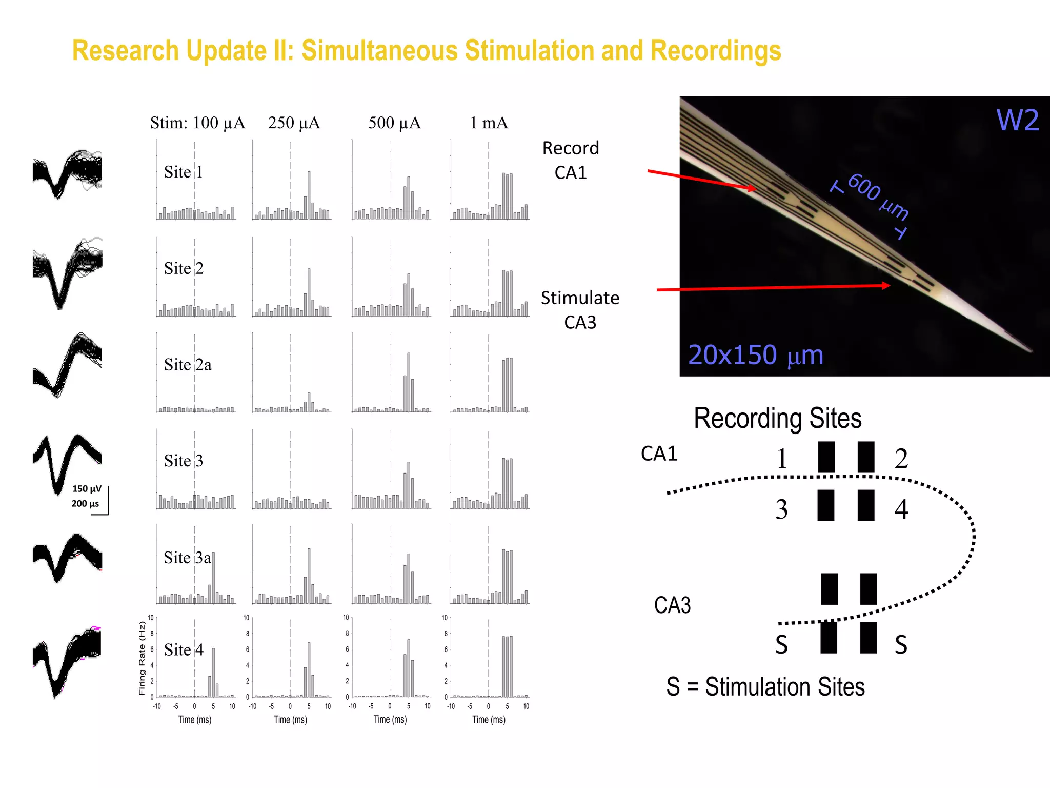 Research Update II: Simultaneous Stimulation and Recordings

                            Stim: 100 µA                             250 μA                           500 µA                           1 mA                                                                 W2
                                                                                                                                                                 Record
                                   Site 1                                                                                                                         CA1                            60
                                                                                                                                                                                                      0m
                                                                                                                                                                                                        m


                                   Site 2
                                                                                                                                                                 Stimulate
                                                                                                                                                                    CA3

                                   Site 2a                                                                                                                                         20x150 µm

                                                                                                                                                                                    Recording Sites
                                   Site 3                                                                                                                                    CA1           1            2
150 µV
200 µs
                                                                                                                                                                                           3            4
                                   Site 3a


                            10                                10                               10                               10
                                                                                                                                                                              CA3
         Firing Rate (Hz)




                            8                                 8                                8                                8

                            6

                            4
                                   Site 4                     6

                                                              4
                                                                                               6

                                                                                               4
                                                                                                                                6

                                                                                                                                4
                                                                                                                                                                                           S            S
                            2

                            0
                                                              2

                                                              0
                                                                                               2

                                                                                               0
                                                                                                -10   -5       0       5   10
                                                                                                                                2

                                                                                                                                0
                                                                                                                                                                               S = Stimulation Sites
                             -10    -5       0       5   10    -10   -5       0       5   10                                     -10   -5       0       5   10
                                         Time (ms)                        Time (ms)                        Time (ms)                        Time (ms)
 