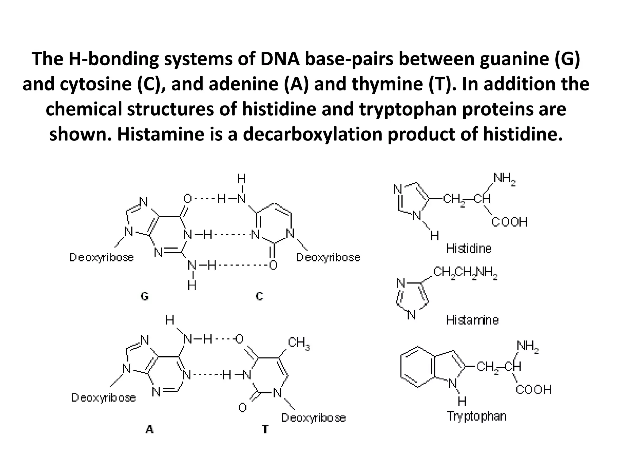 The H-bonding systems of DNA base-pairs between guanine (G)
and cytosine (C), and adenine (A) and thymine (T). In addition the
  chemical structures of histidine and tryptophan proteins are
   shown. Histamine is a decarboxylation product of histidine.
 
