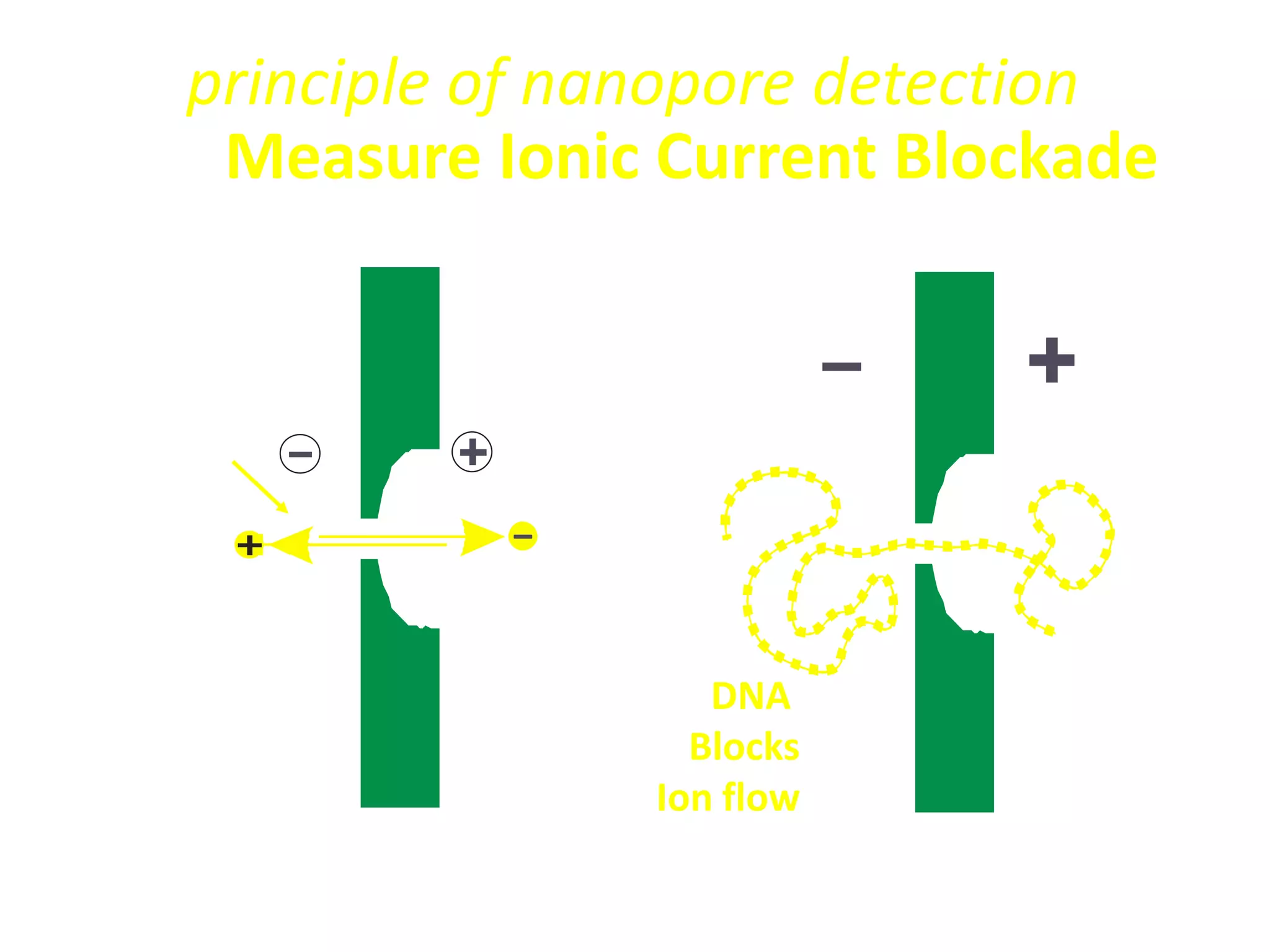 principle of nanopore detection
      Measure Ionic Current Blockade

Membrane

Ions Flow _




Nanopore
                           DNA
                          Blocks
                        Ion flow
             V
  I open       Apore
             Hm            Apore  Apore  Amolecule
 