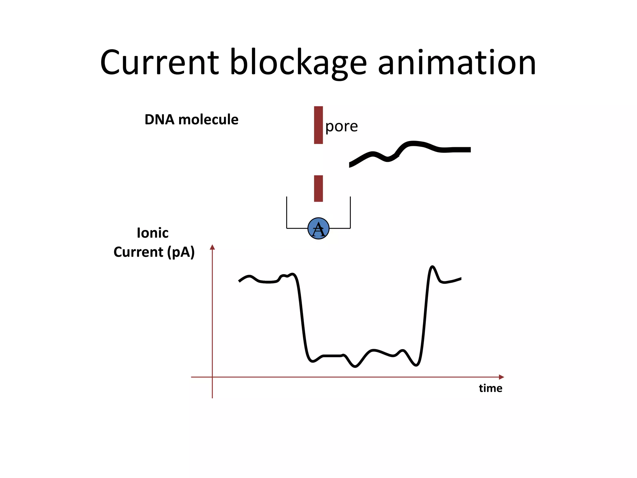 Current blockage animation
    DNA molecule   pore




   Ionic           A
Current (pA)




                          time
 