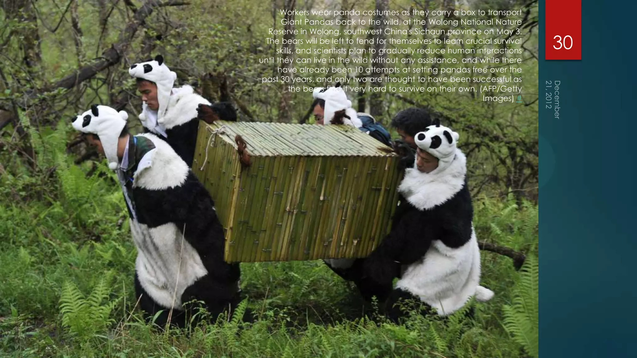 Workers wear panda costumes as they carry a box to transport
       Giant Pandas back to the wild, at the Wolong National Nature
   Reserve in Wolong, southwest China's Sichaun province on May 3.
  The bears will be left to fend for themselves to learn crucial survival
      skills, and scientists plan to gradually reduce human interactions
                                                                             30
until they can live in the wild without any assistance, and while there
      have already been 10 attempts at setting pandas free over the
 past 30 years, and only two are thought to have been successful as
           the bears find it very hard to survive on their own. (AFP/Getty
                                                                 Images) #
 