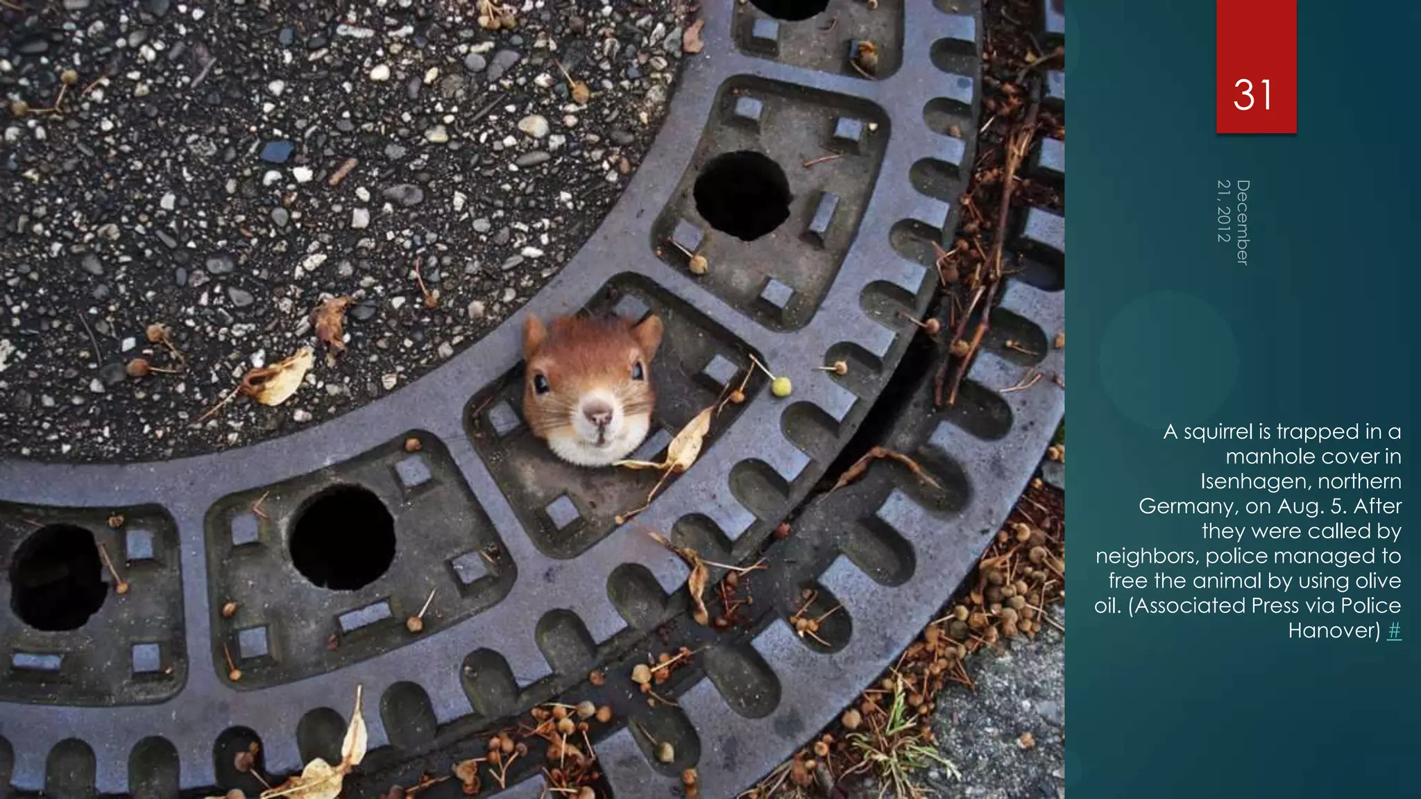 31




         A squirrel is trapped in a
                manhole cover in
             Isenhagen, northern
      Germany, on Aug. 5. After
             they were called by
neighbors, police managed to
 free the animal by using olive
oil. (Associated Press via Police
                         Hanover) #
 