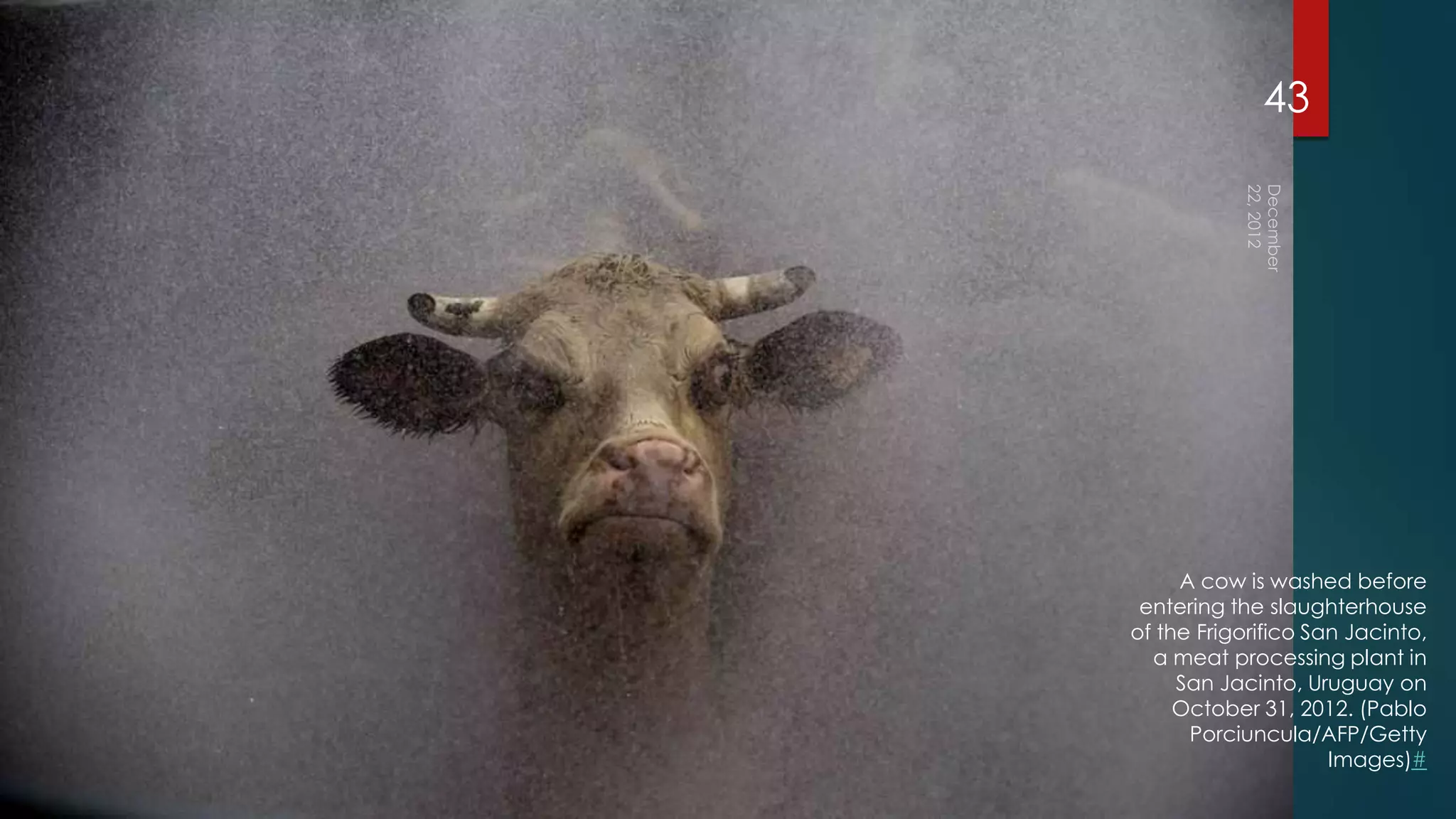 43




     A cow is washed before
 entering the slaughterhouse
of the Frigorifico San Jacinto,
  a meat processing plant in
     San Jacinto, Uruguay on
     October 31, 2012. (Pablo
      Porciuncula/AFP/Getty
                     Images)#
 