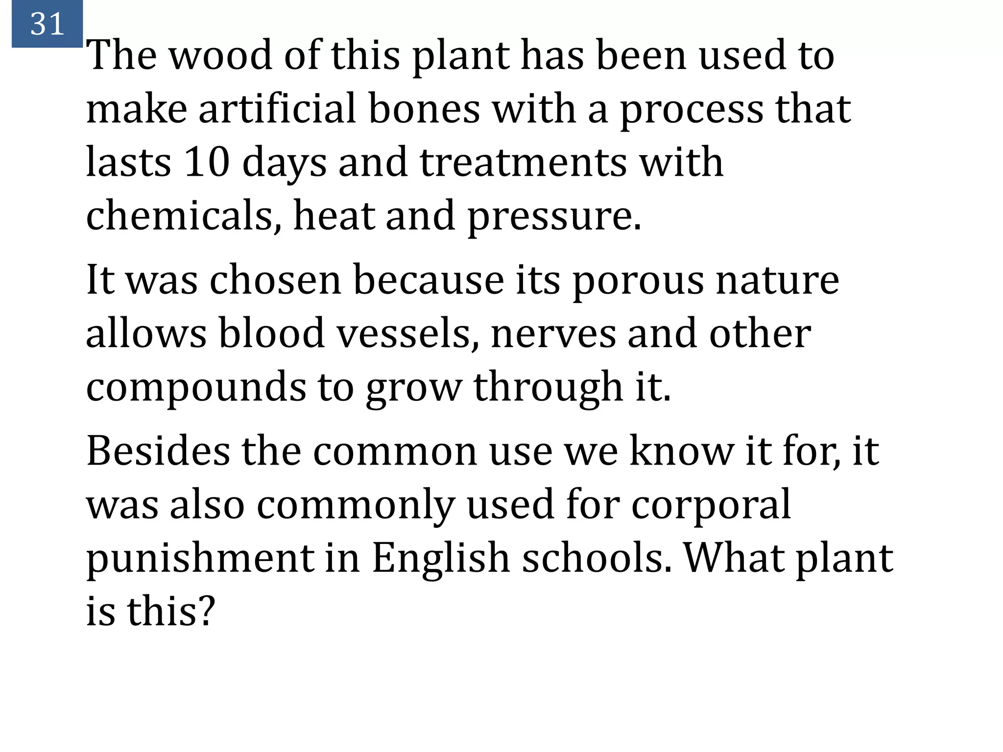 31
     The wood of this plant has been used to
     make artificial bones with a process that
     lasts 10 days and treatments with
     chemicals, heat and pressure.
     It was chosen because its porous nature
     allows blood vessels, nerves and other
     compounds to grow through it.
     Besides the common use we know it for, it
     was also commonly used for corporal
     punishment in English schools. What plant
     is this?
 