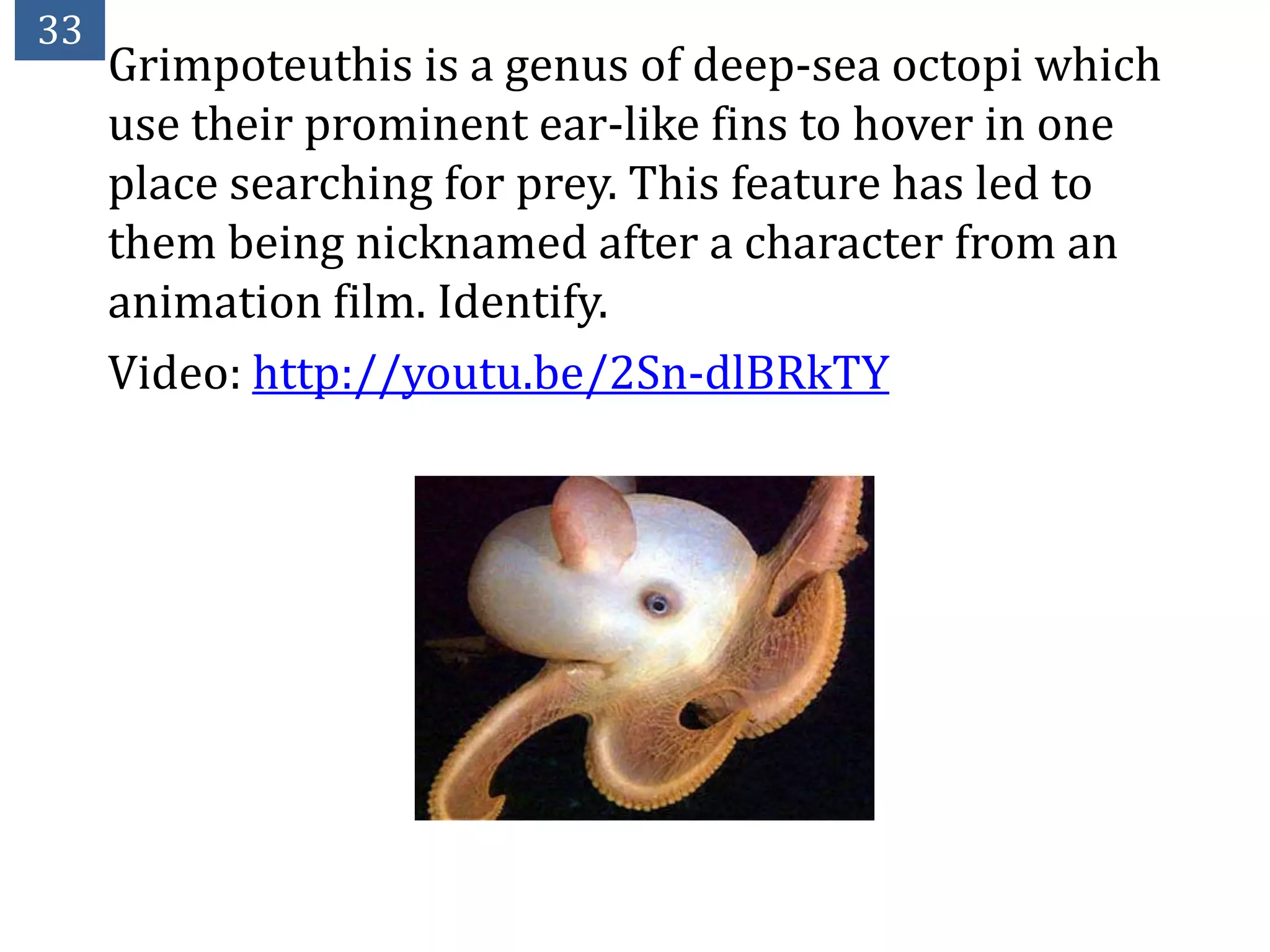 33
     Grimpoteuthis is a genus of deep-sea octopi which
     use their prominent ear-like fins to hover in one
     place searching for prey. This feature has led to
     them being nicknamed after a character from an
     animation film. Identify.
     Video: http://youtu.be/2Sn-dlBRkTY
 
