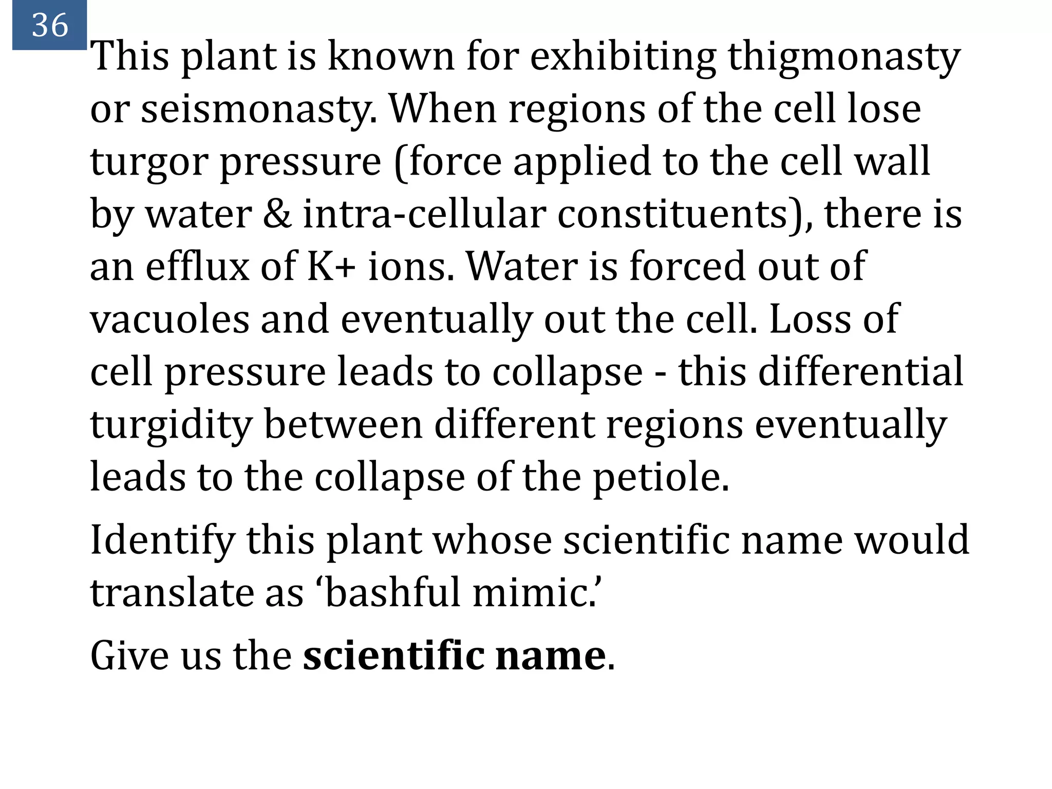 36
     This plant is known for exhibiting thigmonasty
     or seismonasty. When regions of the cell lose
     turgor pressure (force applied to the cell wall
     by water & intra-cellular constituents), there is
     an efflux of K+ ions. Water is forced out of
     vacuoles and eventually out the cell. Loss of
     cell pressure leads to collapse - this differential
     turgidity between different regions eventually
     leads to the collapse of the petiole.
     Identify this plant whose scientific name would
     translate as ‘bashful mimic.’
     Give us the scientific name.
 