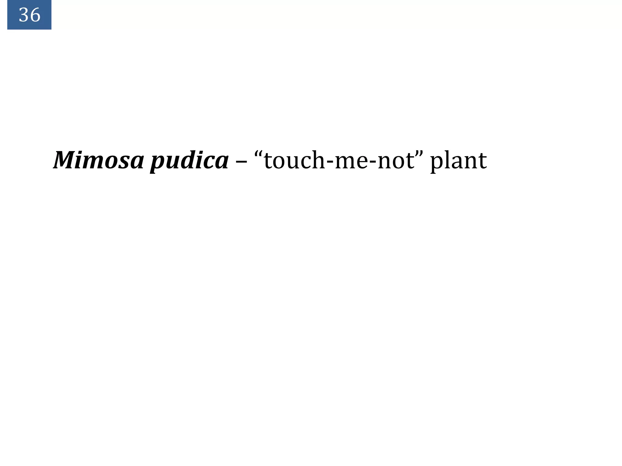 36




     Mimosa pudica – “touch-me-not” plant
 