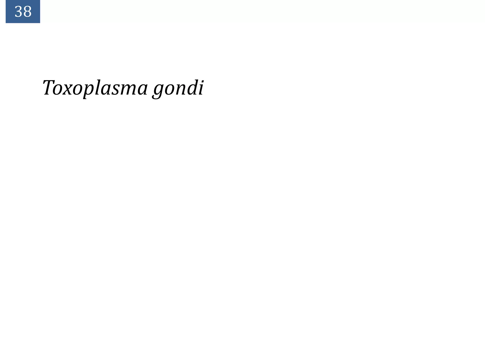 38



     Toxoplasma gondi
 