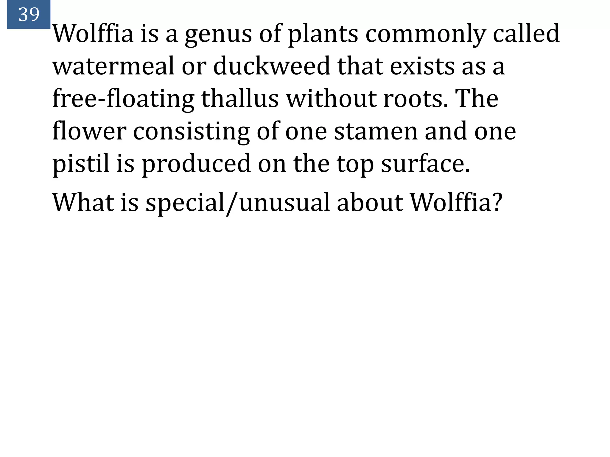 39
     Wolffia is a genus of plants commonly called
     watermeal or duckweed that exists as a
     free-floating thallus without roots. The
     flower consisting of one stamen and one
     pistil is produced on the top surface.
     What is special/unusual about Wolffia?
 