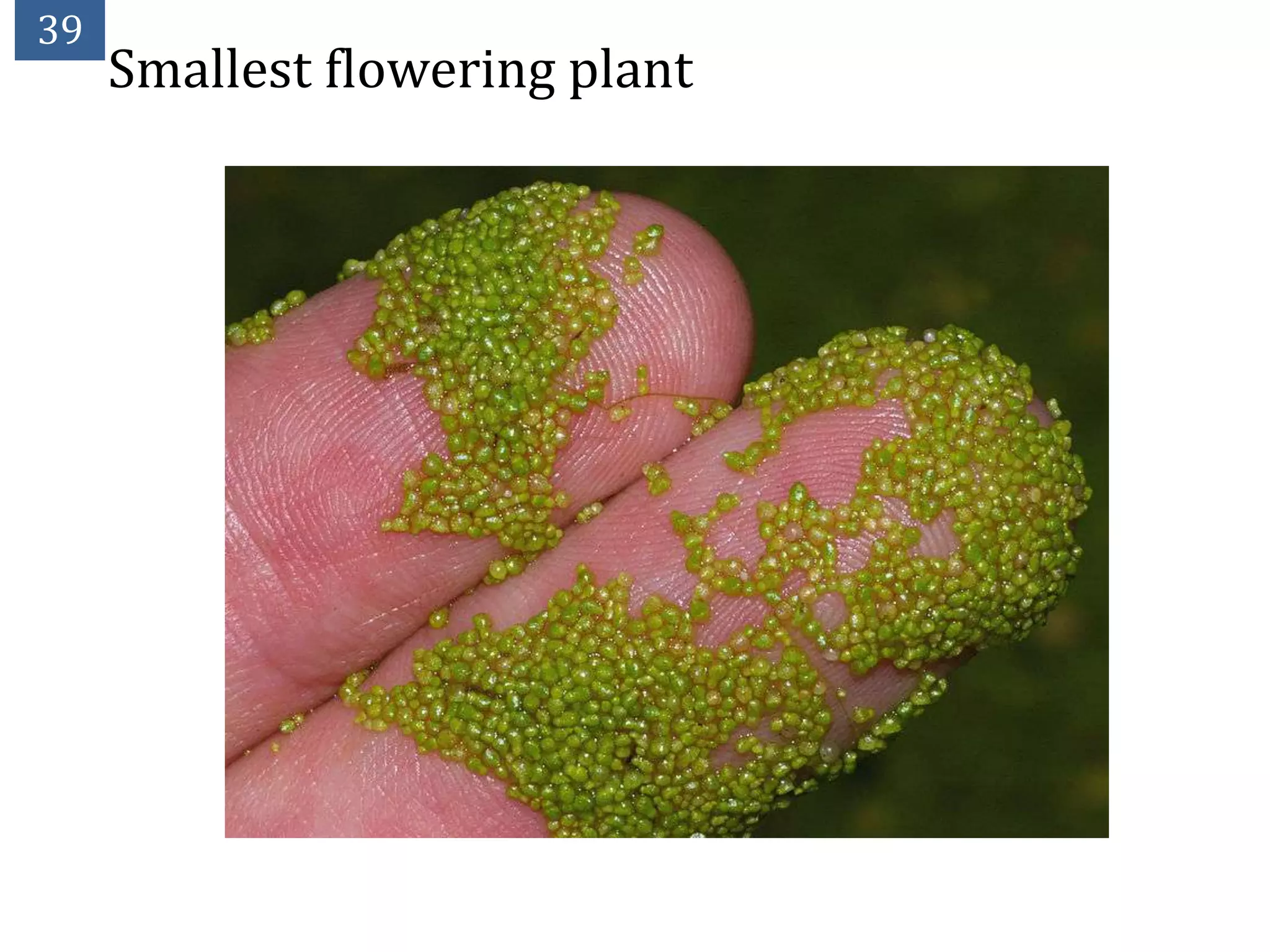 39
     Smallest flowering plant
 