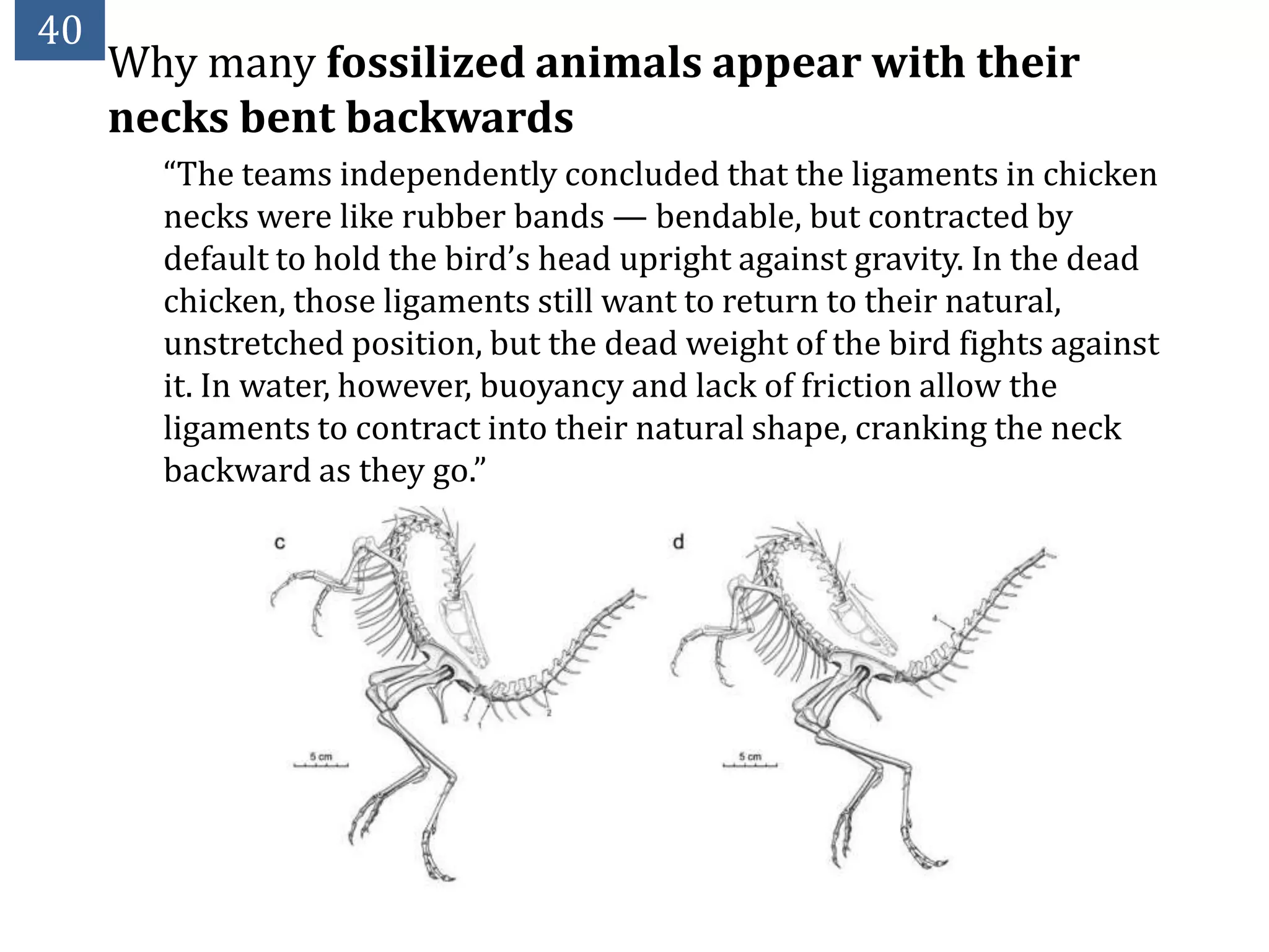 40
     Why many fossilized animals appear with their
     necks bent backwards
       “The teams independently concluded that the ligaments in chicken
       necks were like rubber bands — bendable, but contracted by
       default to hold the bird’s head upright against gravity. In the dead
       chicken, those ligaments still want to return to their natural,
       unstretched position, but the dead weight of the bird fights against
       it. In water, however, buoyancy and lack of friction allow the
       ligaments to contract into their natural shape, cranking the neck
       backward as they go.”
 