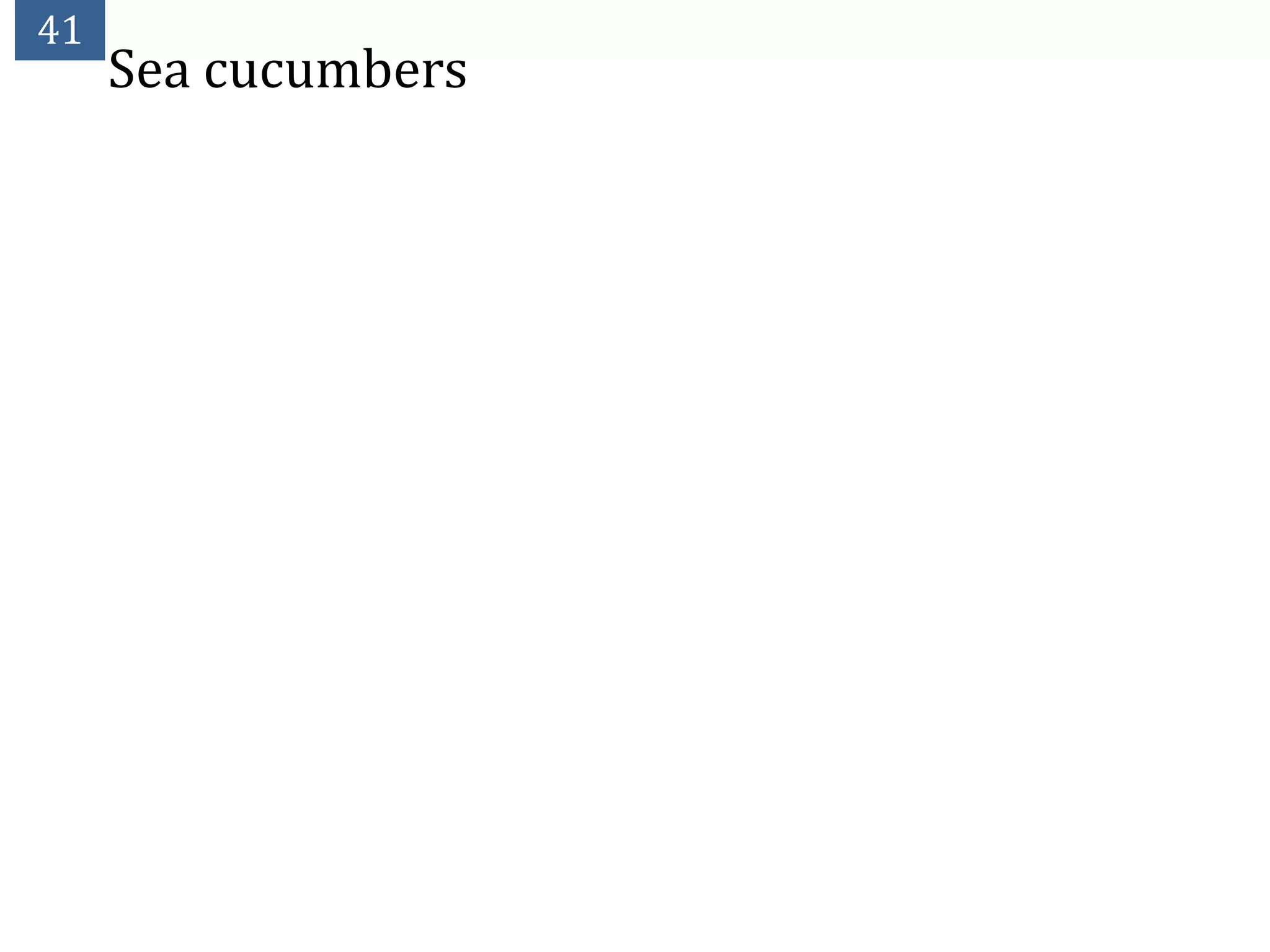 41
     Sea cucumbers
 