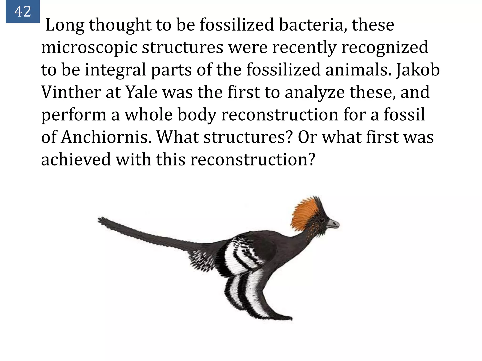 42
      Long thought to be fossilized bacteria, these
     microscopic structures were recently recognized
     to be integral parts of the fossilized animals. Jakob
     Vinther at Yale was the first to analyze these, and
     perform a whole body reconstruction for a fossil
     of Anchiornis. What structures? Or what first was
     achieved with this reconstruction?
 