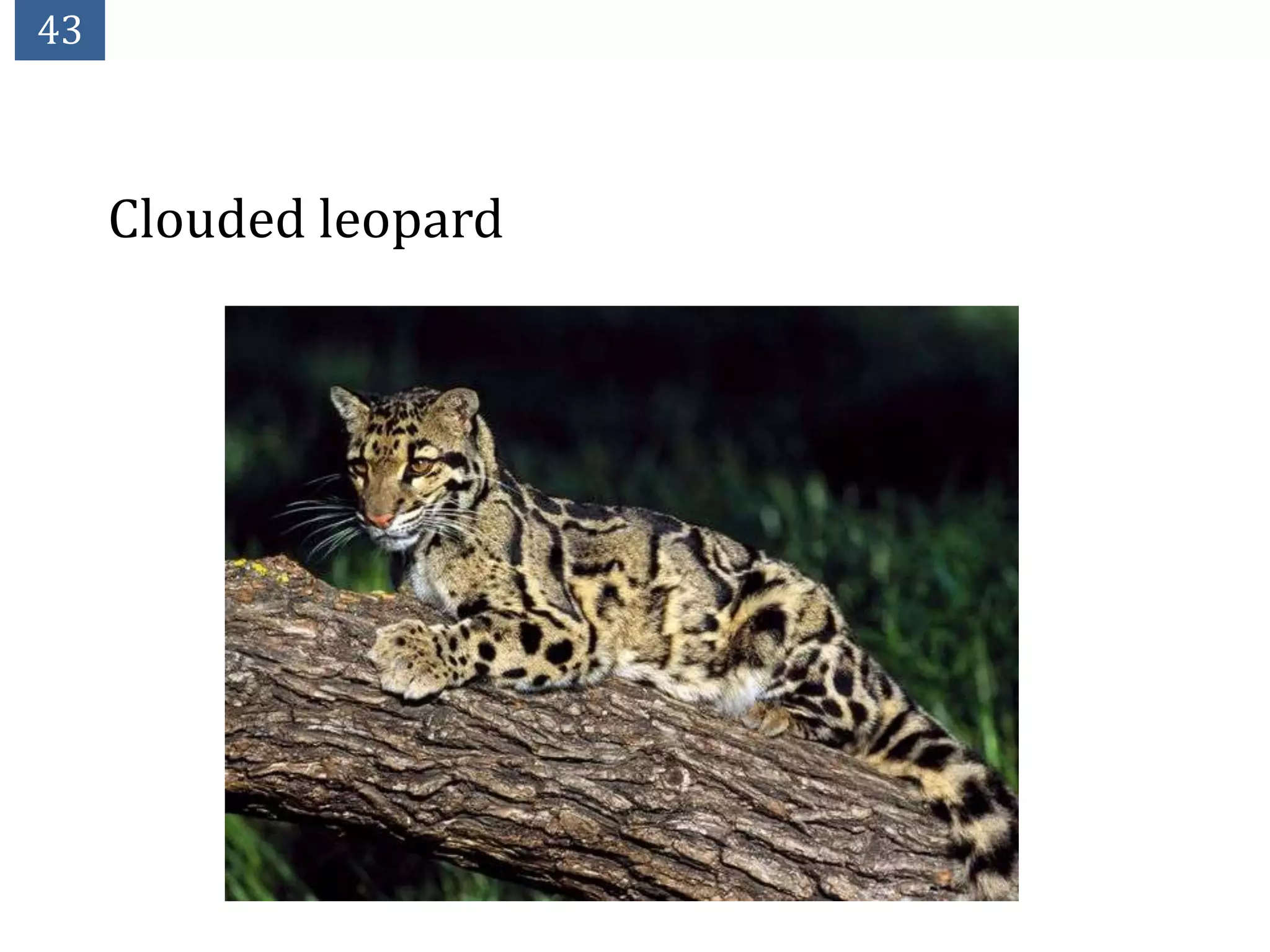 43



     Clouded leopard
 