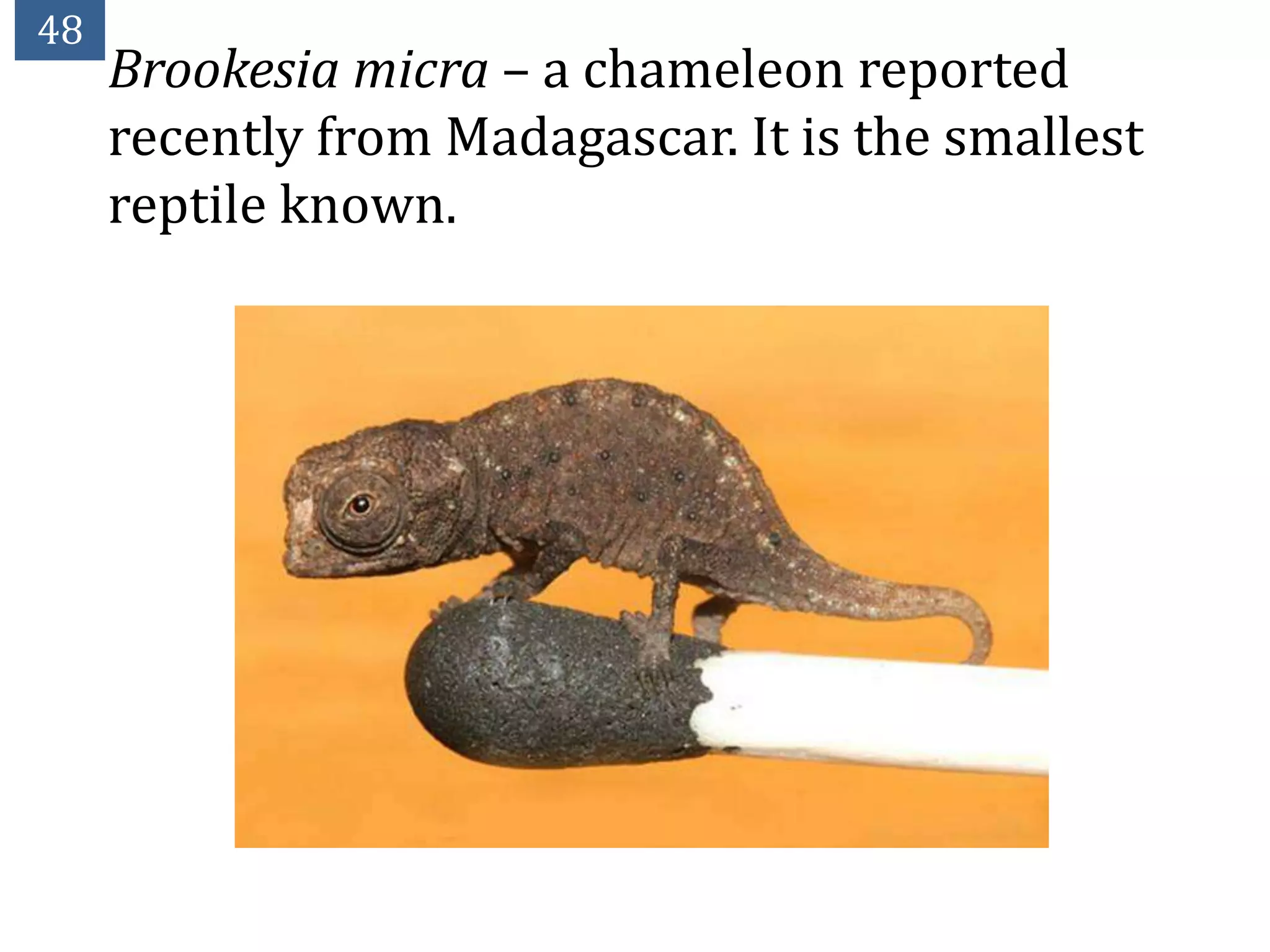 48
     Brookesia micra – a chameleon reported
     recently from Madagascar. It is the smallest
     reptile known.
 