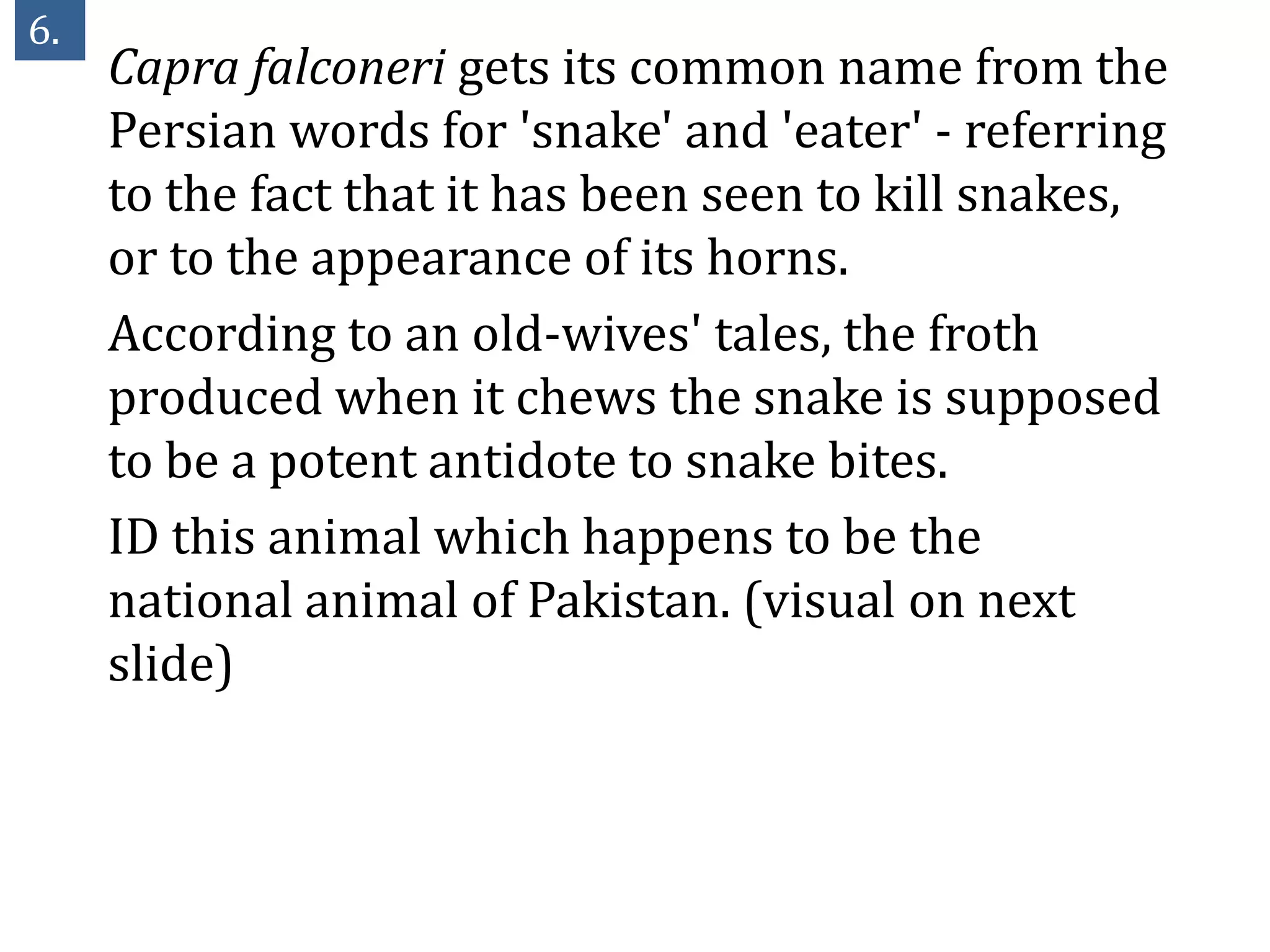 6.
     Capra falconeri gets its common name from the
     Persian words for 'snake' and 'eater' - referring
     to the fact that it has been seen to kill snakes,
     or to the appearance of its horns.
     According to an old-wives' tales, the froth
     produced when it chews the snake is supposed
     to be a potent antidote to snake bites.
     ID this animal which happens to be the
     national animal of Pakistan. (visual on next
     slide)
 