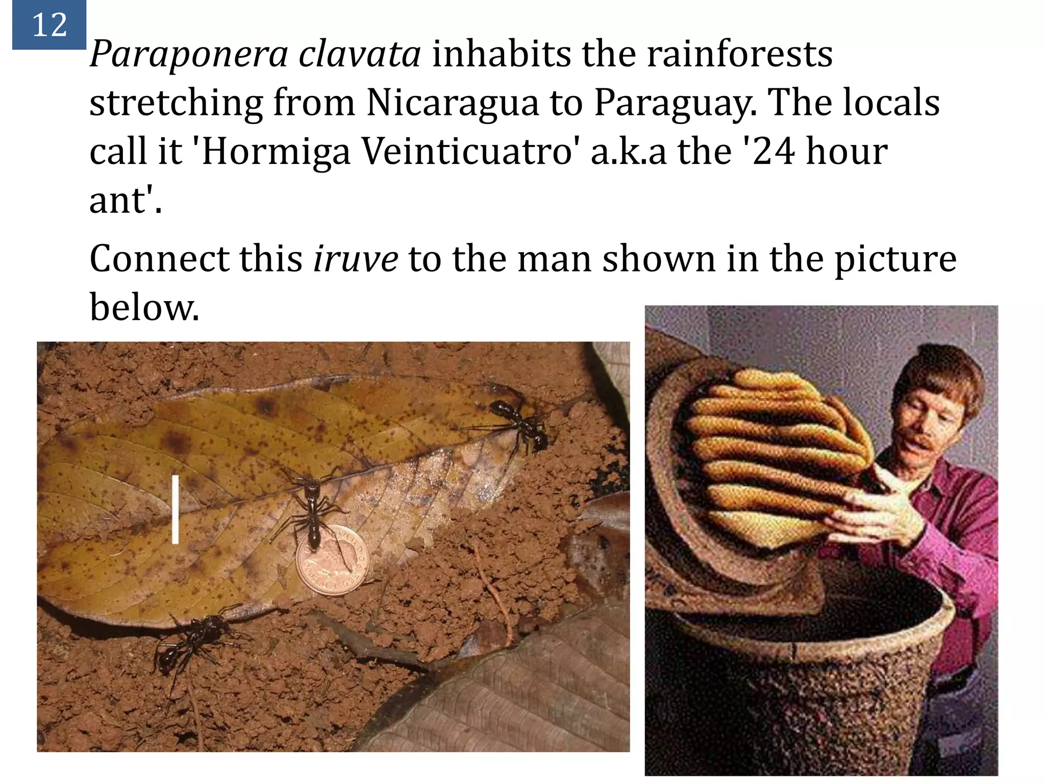 12
     Paraponera clavata inhabits the rainforests
     stretching from Nicaragua to Paraguay. The locals
     call it 'Hormiga Veinticuatro' a.k.a the '24 hour
     ant'.
     Connect this iruve to the man shown in the picture
     below.
 