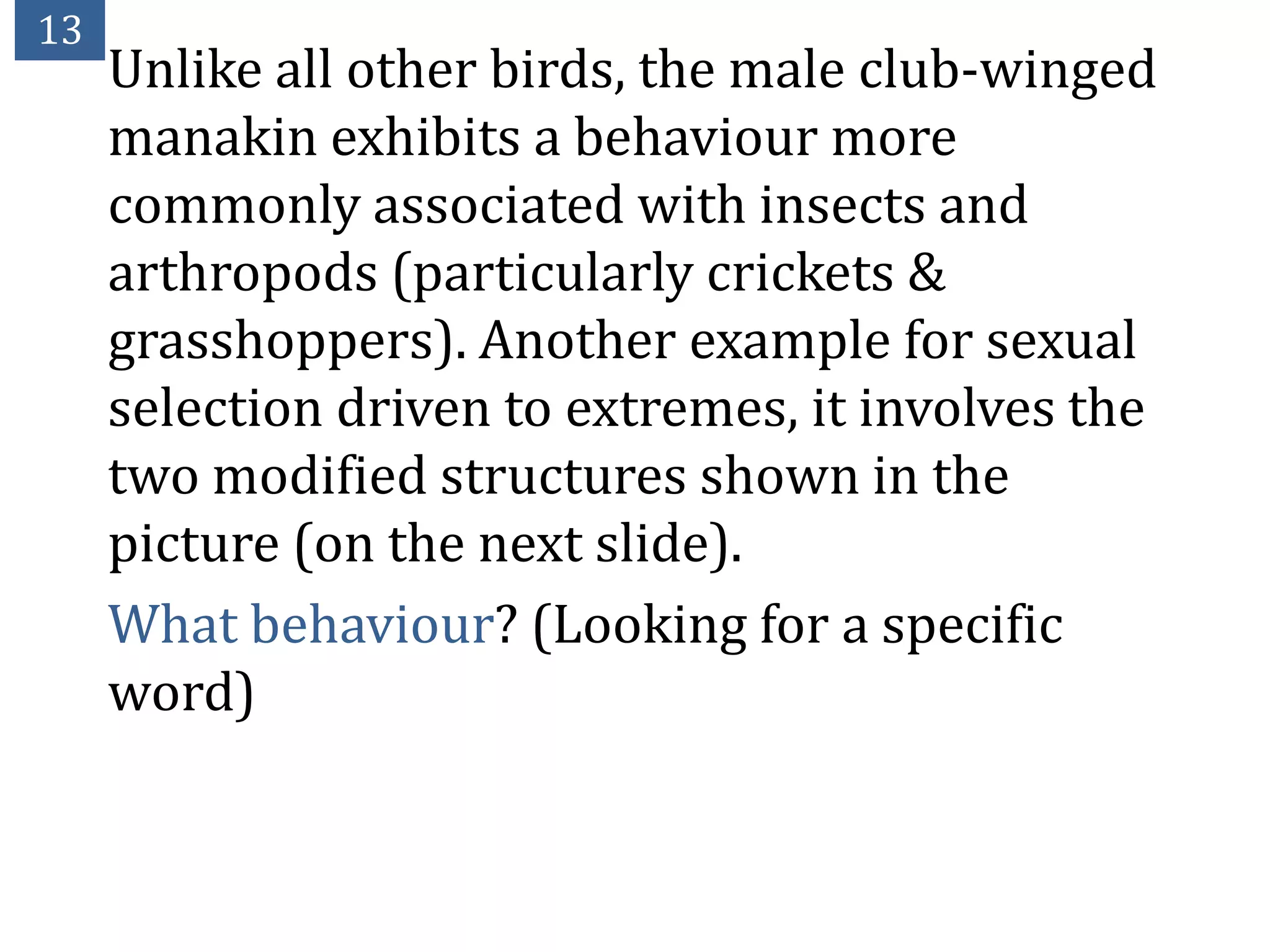 13
     Unlike all other birds, the male club-winged
     manakin exhibits a behaviour more
     commonly associated with insects and
     arthropods (particularly crickets &
     grasshoppers). Another example for sexual
     selection driven to extremes, it involves the
     two modified structures shown in the
     picture (on the next slide).
     What behaviour? (Looking for a specific
     word)
 