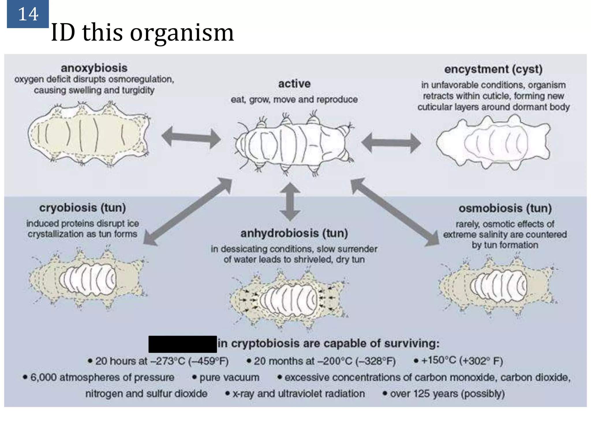 14
     ID this organism
 